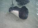 Stingray 1