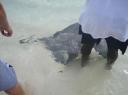 Stingray 2
