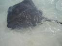 Stingray 3